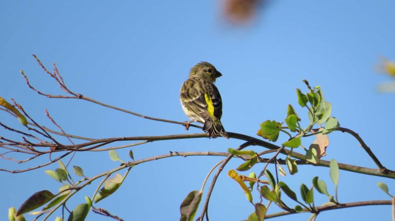 Serin cini dans l&rsquo;oued Selouane